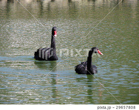 黒鳥 コクチョウ ブラックスワン 29657808
