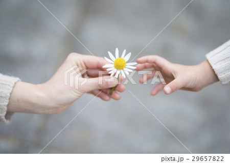 白い花を手渡す親子の手 29657822