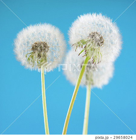 Dandelion flower on color background, springtime 29658024