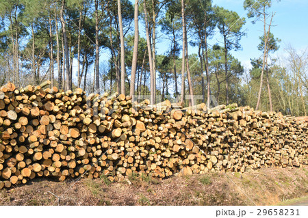 Deforestation environmental problem 29658231