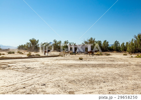 Wild Horses at Death Valley Junction 29658250