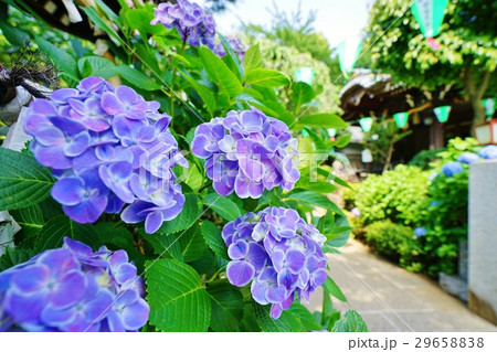 青い紫陽花 29658838
