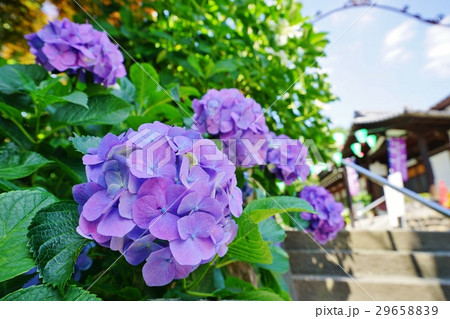 青い紫陽花 29658839