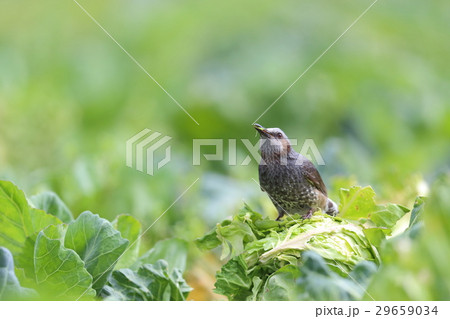 キャベツを食べるヒヨドリ 29659034