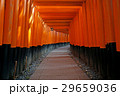 Torii gates at Fushimi Inari Shrine in Kyoto 29659036