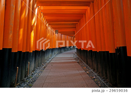 Torii gates at Fushimi Inari Shrine in Kyoto 29659036