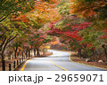 Empty road in forest during autumn 29659071