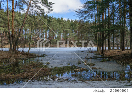 Forest lake in the spring on a Sunny day 29660605