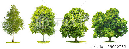 Collection of green trees maple, birch, chestnut.  29660786