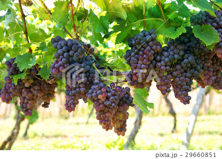 Vine grape fruit plants in vineyard 29660851