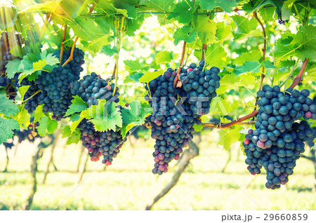 Red grapes fruit with green leaves on the vine. Red grapes fruit with green leaves on the vine. 29660859