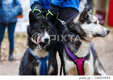 Two sled huskies 29660899