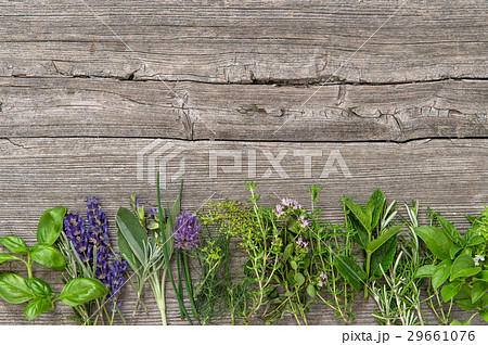 Fresh herbs Basil rosemary sage thyme mint dill Fresh herbs Basil rosemary sage thyme mint dill 29661076