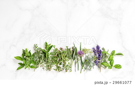 Fresh herbs basil rosemary sage thyme mint dill Fresh herbs basil rosemary sage thyme mint dill 29661077
