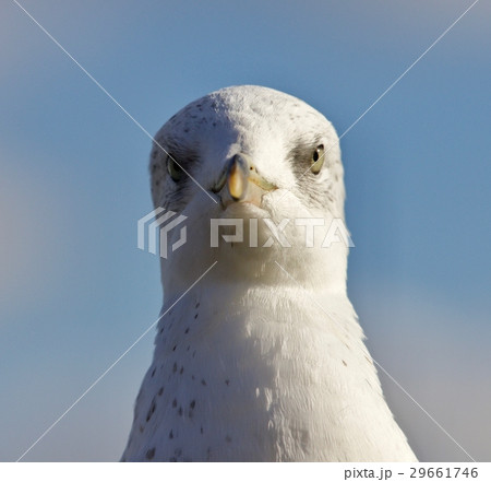 Hillarious isolated photo of a gull 29661746
