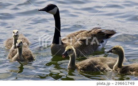 Beautiful isolated photo of chicks of Canada goose Beautiful isolated photo of chicks of Canada goose 29661749
