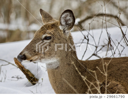 Beautiful isolated background with a wild deer Beautiful isolated background with a wild deer 29661790