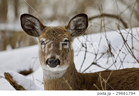 Beautiful portrait of a strong wild deer Beautiful portrait of a strong wild deer 29661794