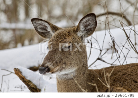 Beautiful image of a sleepy wild deer in forest 29661799