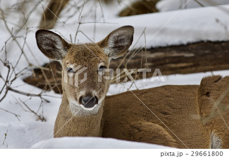 Beautiful picture with a wild deer in snowy forest 29661800