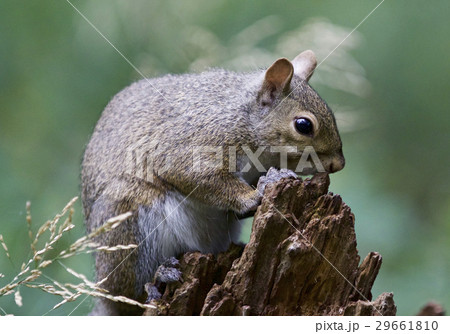 Beautiful background with a cute funny squirrel  29661810