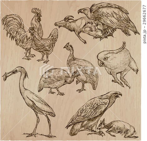 Birds around the World. Hand drawn vector pack. Birds around the World. Hand drawn vector pack. 29662677