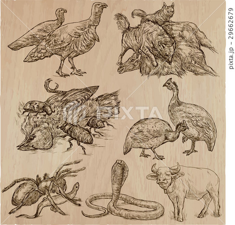 Animals around the World - hand drawn vector pack. Animals around the World - hand drawn vector pack. 29662679