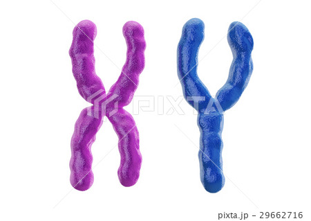 X and Y colored chromosomes, 3D rendering X and Y colored chromosomes, 3D rendering 29662716