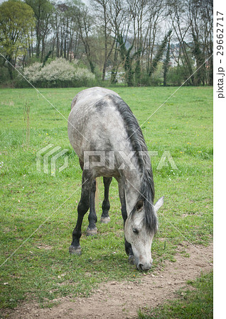 grey horse grazing grass in a field grey horse grazing grass in a field 29662717