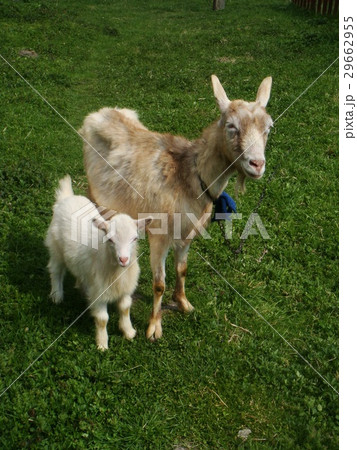 goat with kid goat with kid 29662955