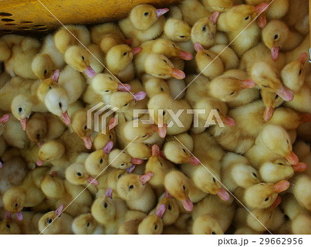 ducklings 29662956