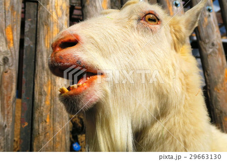 板橋区立こども動物園のヤギ 29663130
