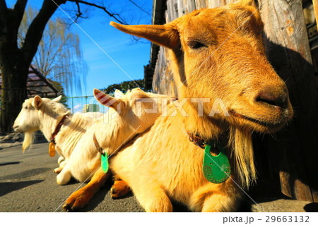 板橋区立こども動物園のヤギ 29663132