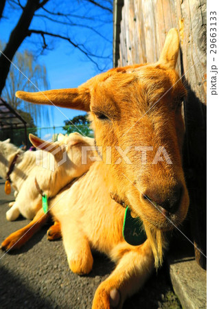 板橋区立こども動物園のヤギ 板橋区立こども動物園のヤギ 29663133