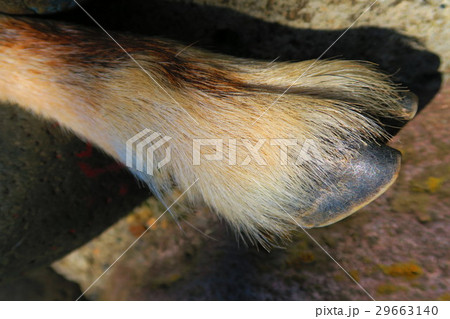 板橋区立こども動物園のヤギ 29663140