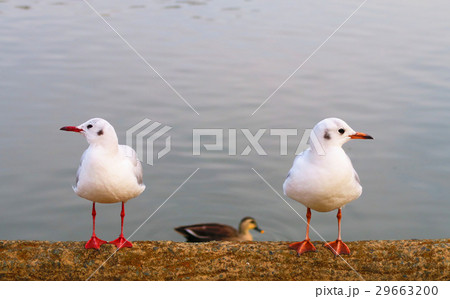 都立浮間公園のユリカモメたち 29663200