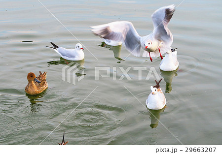 都立浮間公園のユリカモメたち 都立浮間公園のユリカモメたち 29663207