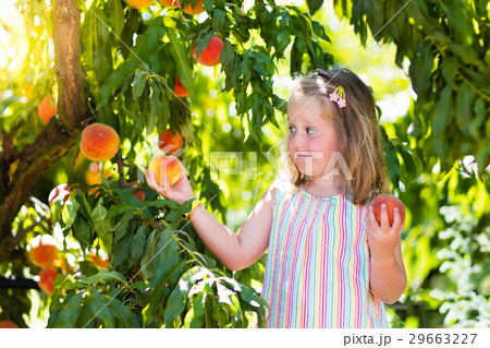 Child picking and eating peach from fruit tree 29663227
