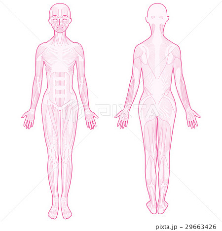 全身の筋肉のイラストのイラスト素材