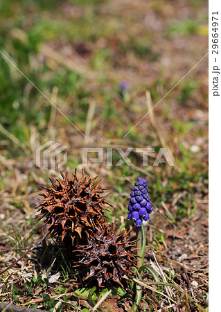 ムスカリの花の蕾とモミジバフウの実 ムスカリの花の蕾とモミジバフウの実 29664971