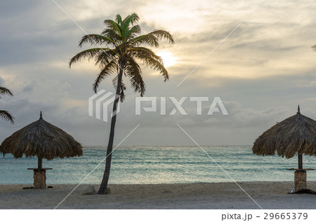 Rest area with Palm trees by the beach in Aruba 29665379
