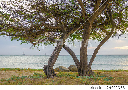 Beautiful exotic Tree under the magic golden hour Beautiful exotic Tree under the magic golden hour 29665388