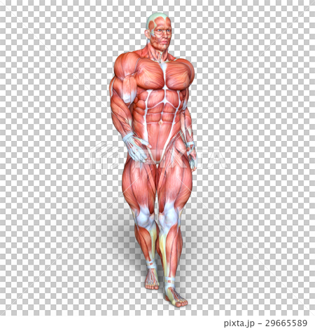 Male human body model 29665589