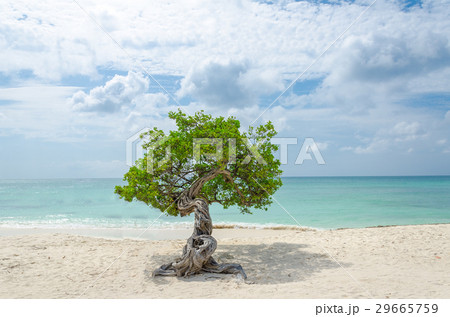 famous Divi Divi tree is Aruba's natural compass famous Divi Divi tree is Aruba's natural compass 29665759