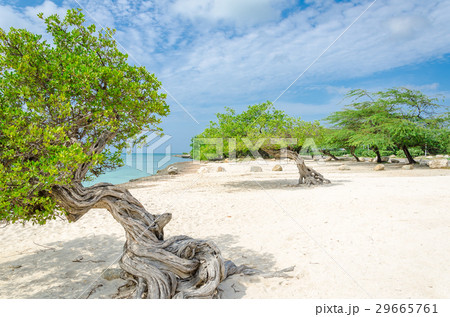 famous Divi Divi tree is Aruba's natural compass famous Divi Divi tree is Aruba's natural compass 29665761