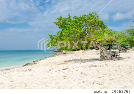 famous Divi Divi tree is Aruba's natural compass famous Divi Divi tree is Aruba's natural compass 29665762
