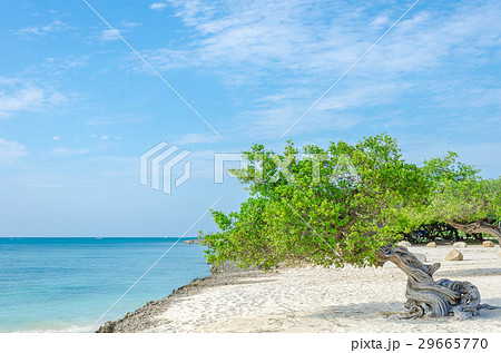 famous Divi Divi tree is Aruba's natural compass famous Divi Divi tree is Aruba's natural compass 29665770