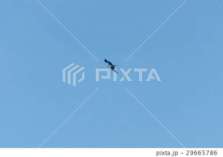 Bird flying over Aruba's beach in the caribbean 29665786