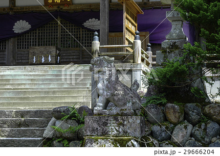 岐阜県白川村　神社　狛犬 29666204