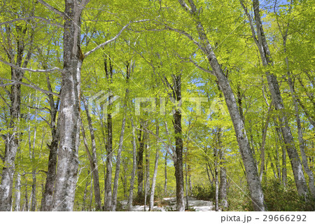 新緑のブナ林 新緑のブナ林 29666292